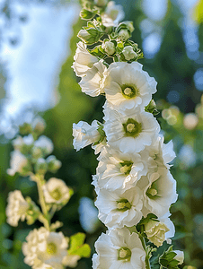夏季植物装饰摄影照片_花园里装饰着美丽的白花蜀葵花