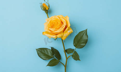 蓝色花束摄影照片_黄色玫瑰花与蓝色垂直背景