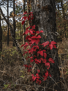 德克萨斯州东部秋季森林中一棵树上的红叶