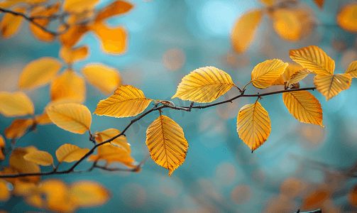秋天黄叶的旅游照片