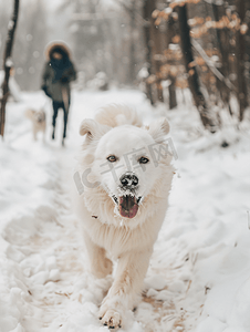 冬天散步的狗白色的宠物毛发雪和狗散步的动物