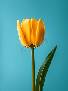 复古静物背景摄影照片_在垂直的青色背景的黄色郁金香花