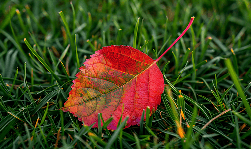 草地上的红叶秋天的颜色白杨叶在草地上