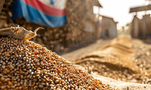 古巴大龙虾摄影照片_古巴粮食小麦贸易出口与经济概念