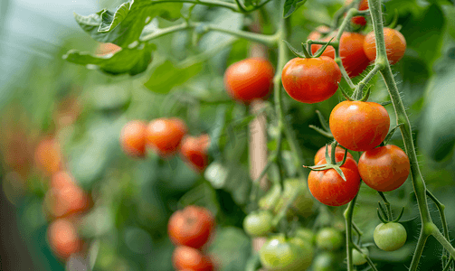 西红柿温室的旅游照片