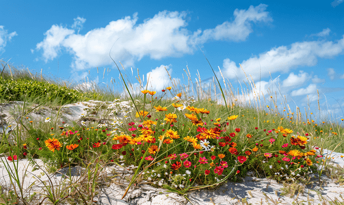 德克萨斯州罗克波特沙丘上生长的天人菊和雏菊