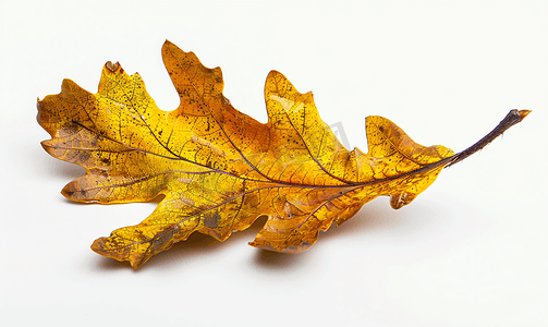 秋天枫叶别墅摄影照片_白色隔离的橡树黄色干叶