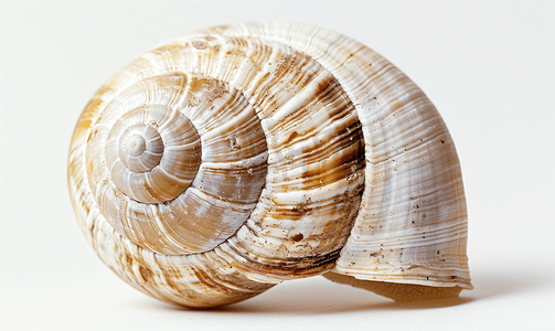 蜗牛黄鹏鸟摄影照片_蜗牛的螺旋壳上白色孤立