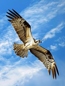 有翼的摄影照片_令人惊叹的鱼鹰在蓝天飞翔