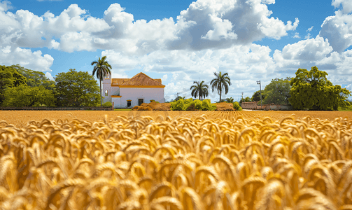 古巴粮食小麦贸易出口与经济概念