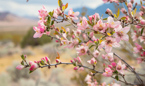 花开摄影照片_沙漠柳树开着粉红色的花朵和芽