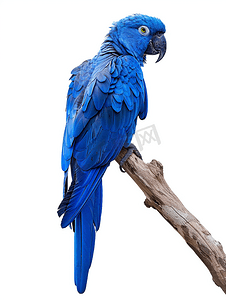特写蓝鹦鹉在白色背景的木材上隔离并用剪切路径制作
