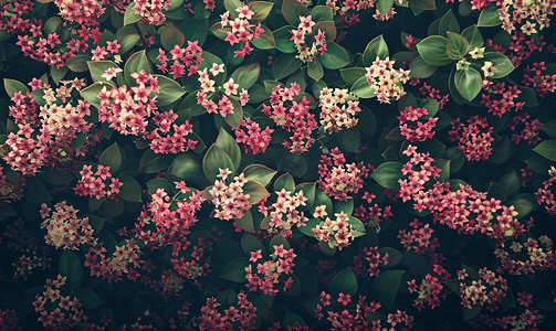 盛开的绣线菊的暗穆迪花卉背景