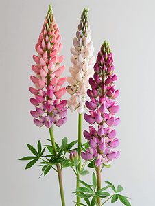 羽扇豆的花梗很长开着精致的粉色和白色花朵