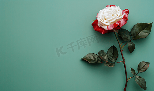 复古静物背景摄影照片_绿色垂直背景上白色和红色的玫瑰
