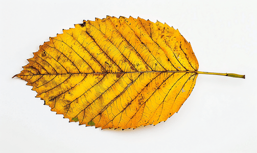 植物黑板摄影照片_七叶树秋黄叶的背面