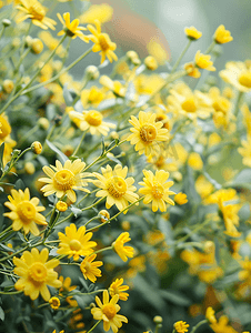 黄色的菊花摄影照片_被黄色雏菊花覆盖的植物的特写