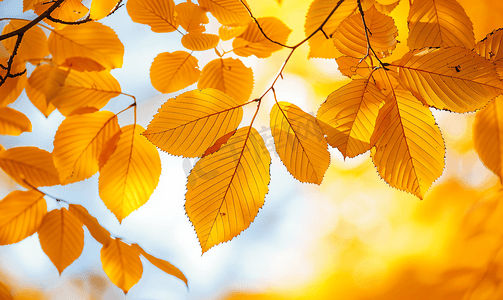 秋天黄叶的旅游照片