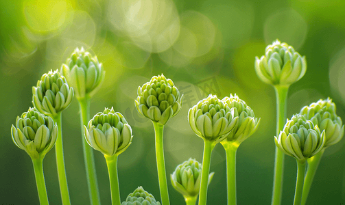 洋葱草的条纹花蕾在美国被列为入侵植物