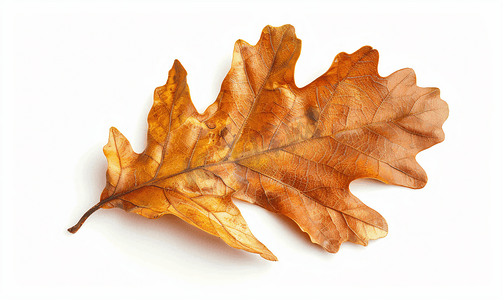 夏季植物叶子摄影照片_橡树的棕色叶子被白色隔离