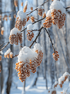白雪皑皑的森林摄影照片_阿尔德树的柔荑花序在白雪皑皑的森林里关闭