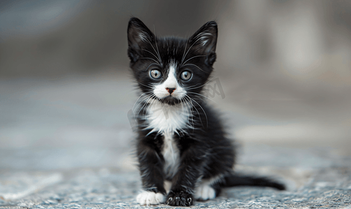生病的小猫摄影照片_街上无家可归的小猫小宠物留着欢快小胡子的黑白小猫