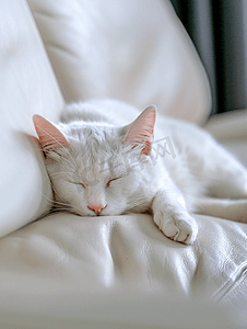 白猫累了在沙发上睡觉清洁自己