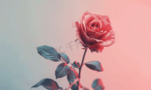 淡粉色背景的天然红玫瑰花
