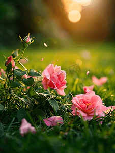 一朵粉色灌木玫瑰的花瓣落到草地上