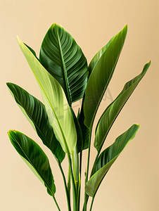 水彩矢量图案摄影照片_单色的绿色植物