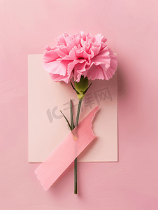 粉红色背景中的记事本和粉红色康乃馨花