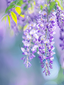 花园里美丽的紫藤花