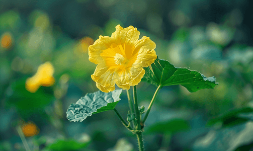 瓜摄影照片_有机植物园中瓜花黄色绿叶