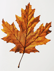 死卡通摄影照片_孤立的橡树上的棕色秋叶