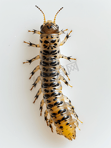 萤火虫幼虫摄影照片_长节甲虫幼虫