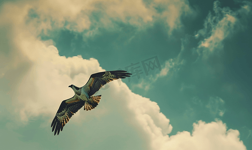 多云天空鱼鹰在飞行