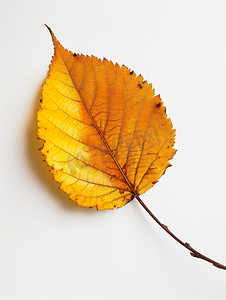 秋天美腿摄影照片_梅树落黄叶背面