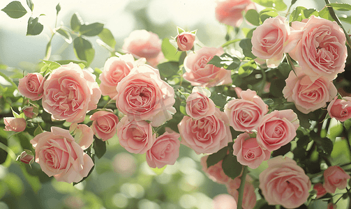 藤蔓植物花卉摄影照片_一朵淡粉色攀缘玫瑰生长在乔木上