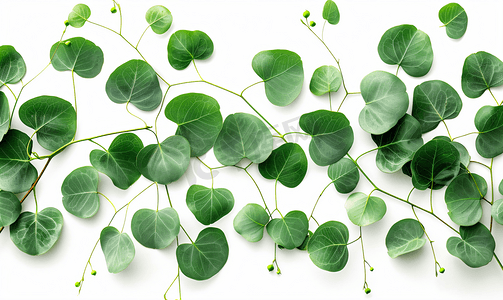 绿叶图案与心形叶桉树孤立在白色背景上