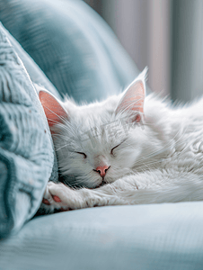 累了摄影照片_白猫累了在沙发上睡觉清洁自己