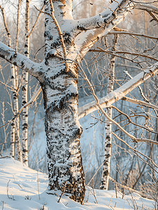 下雪乡村摄影照片_冬天峡谷上的老桦树树枝