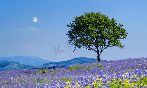 山和草地摄影照片_青山和月亮的孤独树和花园