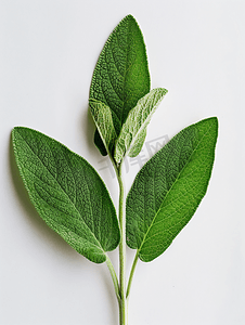 分离的鼠尾草丹参草本植物绿叶