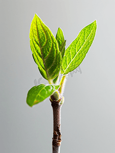 早春时节凤梨鼠尾草长出新叶