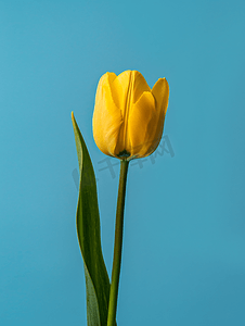 蓝色背景的天然黄色郁金香花