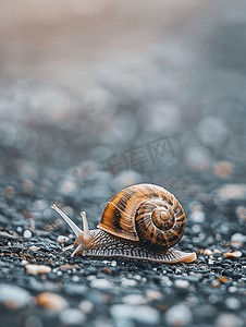 斑点背景摄影照片_一只大蜗牛在模糊的灰色斑点背景上爬在地上