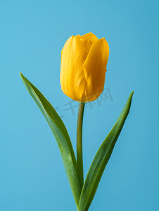 蓝色花束摄影照片_蓝色背景的天然黄色郁金香花