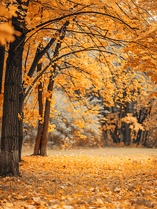 创意景观摄影照片_十月秋天风景照片和树木