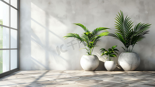 室内阳光绿植盆栽摄影照片