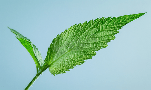 孤立的荨麻草绿叶